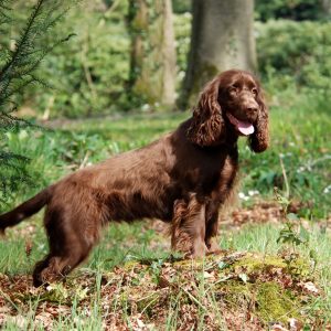 Form Team Of Dogs To Know If You're Introvert Or Extrov… Quiz Field Spaniel
