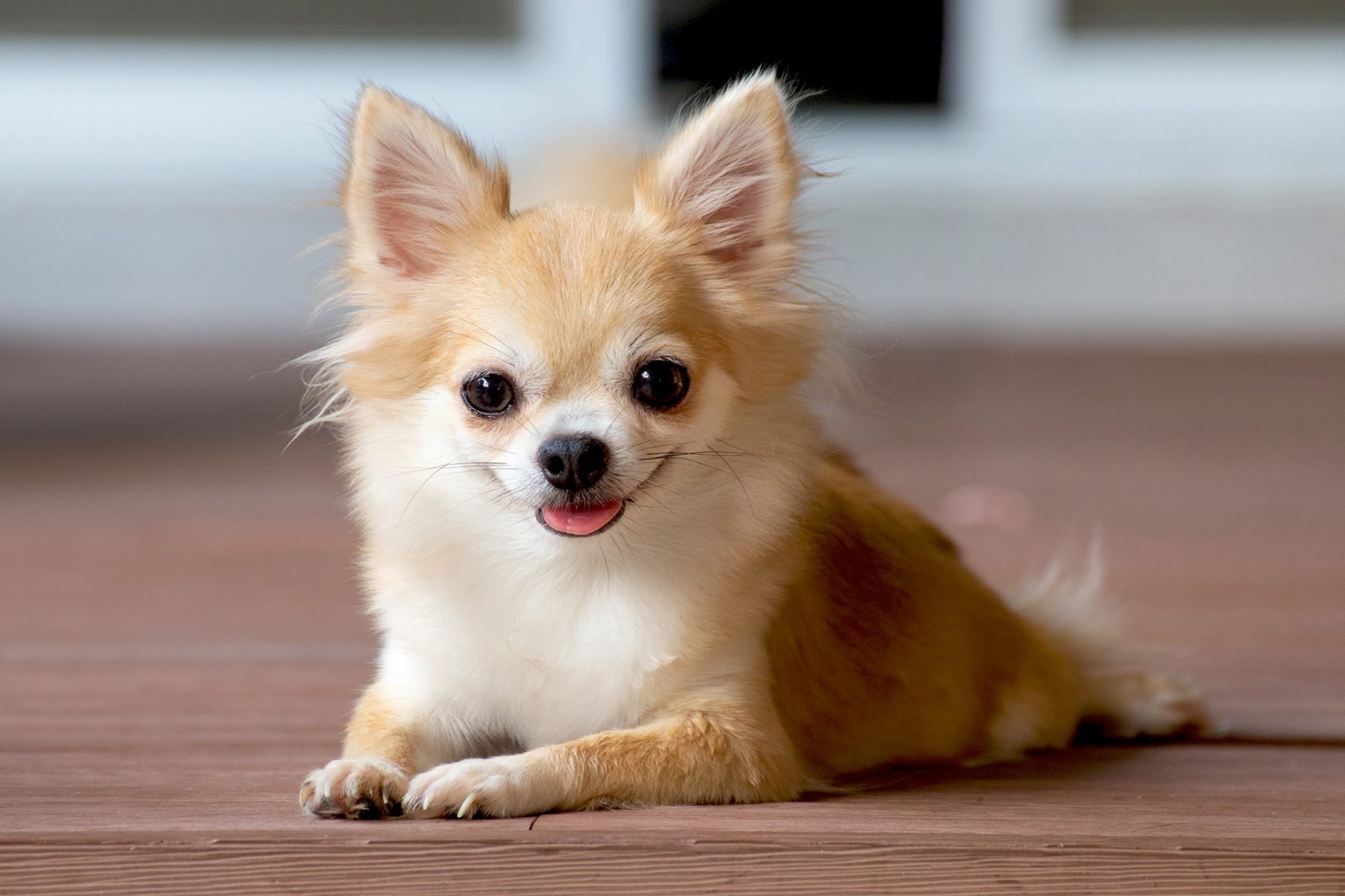Can You Identify These 20 Dog Breeds 🐕 from Just One Picture? Chihuahua puppy