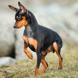 Dog Personality Quiz 🐶: What Wild Animal Are You? 🦁 Miniature Pinscher