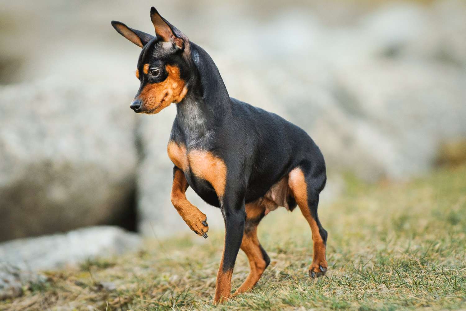 Can You Identify These 20 Dog Breeds 🐕 from Just One Picture? Miniature Pinscher