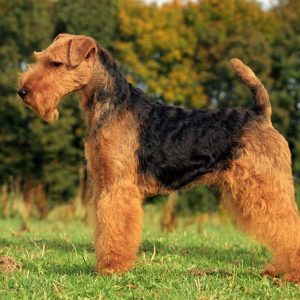 Dog Personality Quiz 🐶: What Wild Animal Are You? 🦁 Welsh Terrier