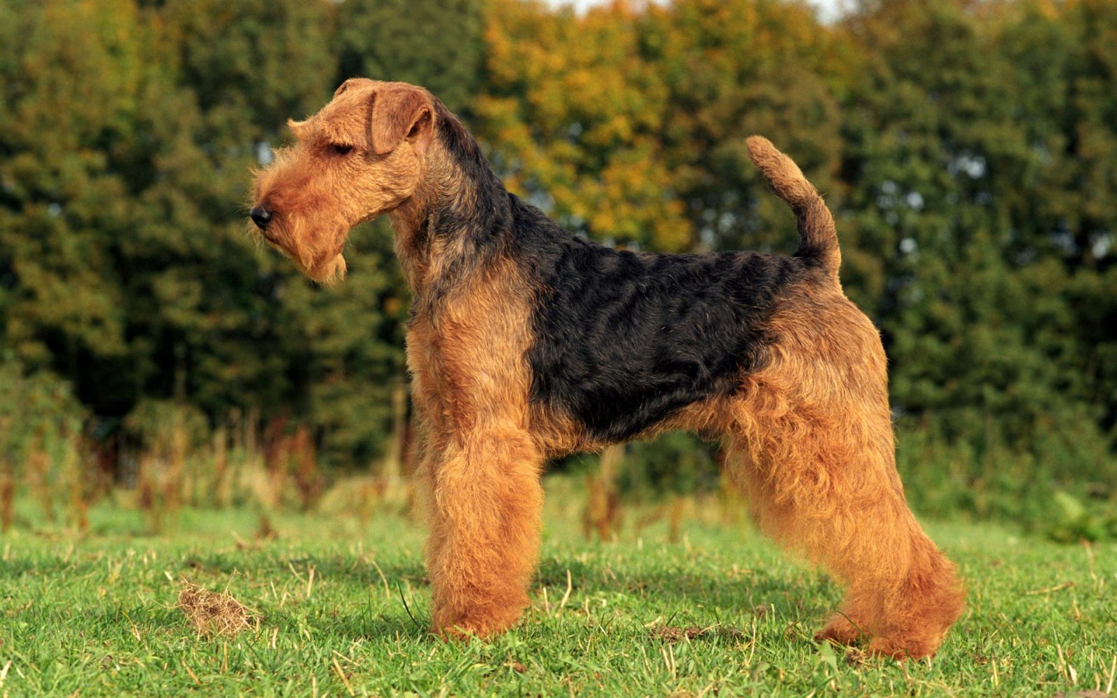 Can You Identify These 20 Dog Breeds 🐕 from Just One Picture? Welsh Terrier