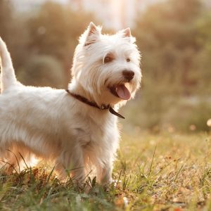Dog Personality Quiz 🐶: What Wild Animal Are You? 🦁 West Highland White Terrier