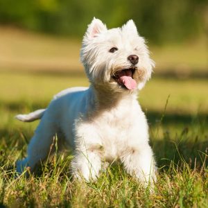 Form Team Of Dogs To Know If You're Introvert Or Extrov… Quiz West Highland White Terrier