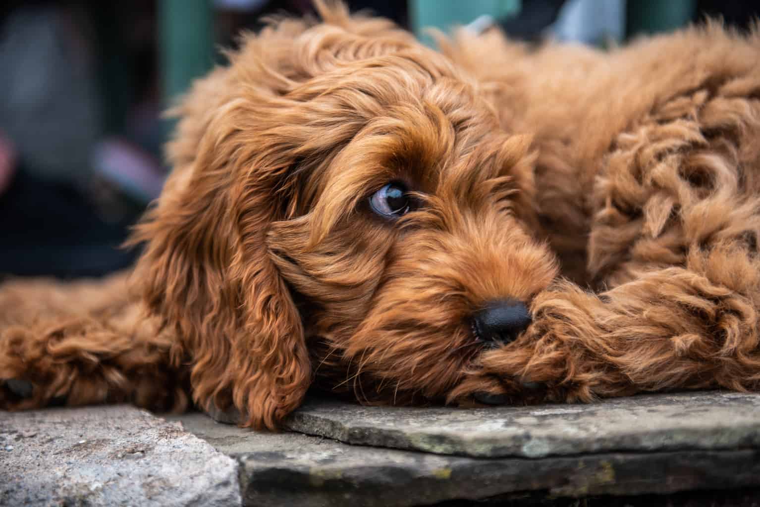 It’s OK If You Don’t Know That Many Dog Breeds. 🐶 Take This Quiz to See Some Pups Anyway Cockapoo