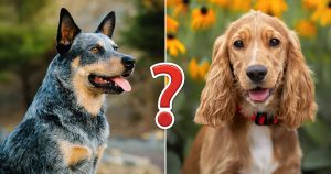 It's OK If You Don't Know That Many Dog Breeds. Take This Quiz to See Pups Anyway