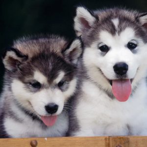 Dog Personality Quiz 🐶: What Wild Animal Are You? 🦁 Siberian Husky