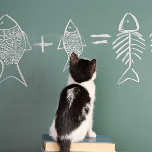 Are You A Black Cat Or A Golden Retriever? Quiz Teacher