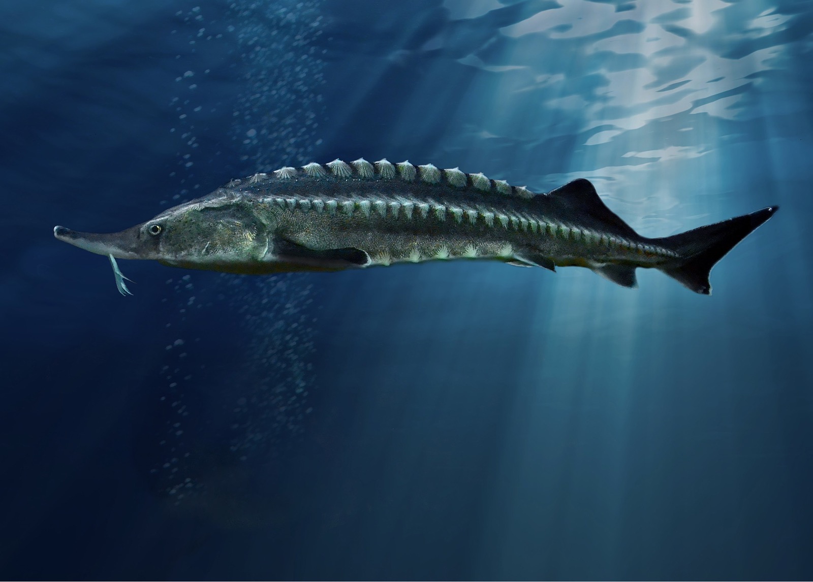 sturgeon