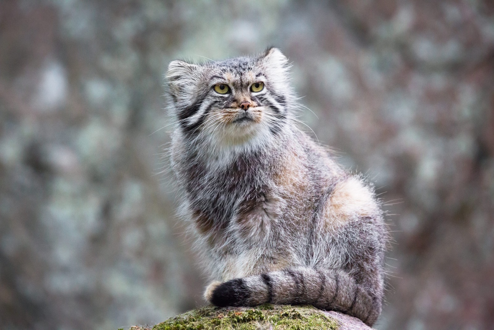 P Trivia Quiz Pallas cat