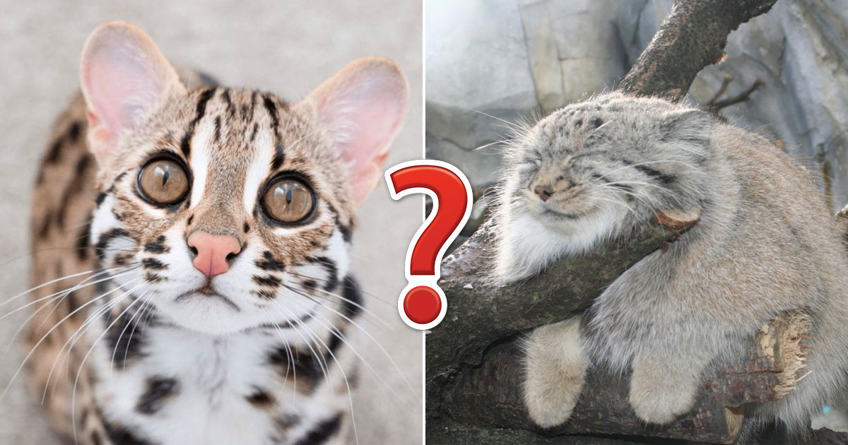 Can You Identify at Least 30 of These Wild Cat Species ? Quiz