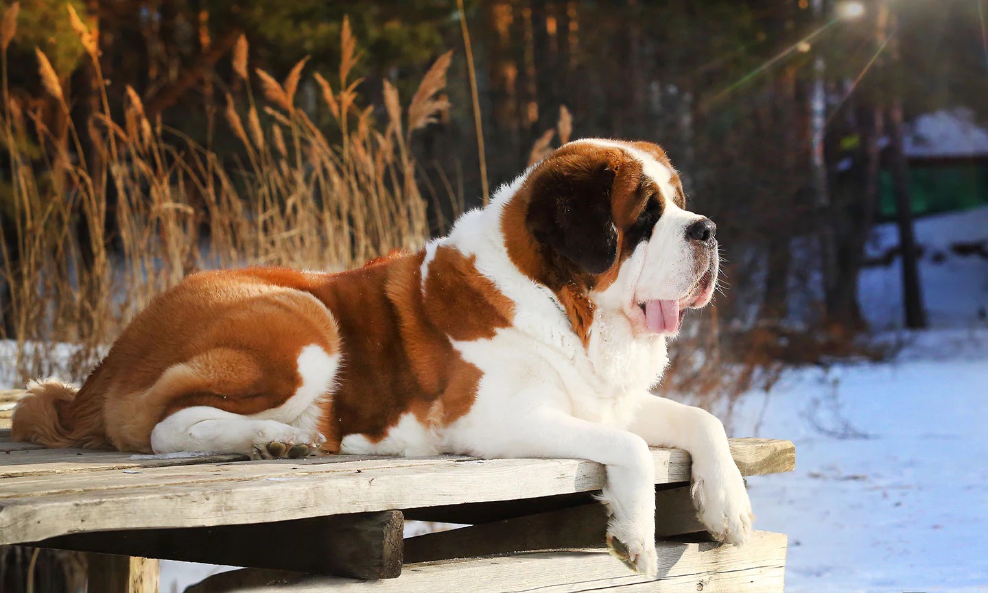 🐶 Form a Team of Dogs to Find Out If You’re an Introvert or an Extrovert St. Bernard