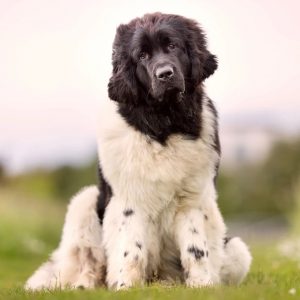 Which Big Dog And Small Dog Are You A Combination Of? 🐶 Newfoundland