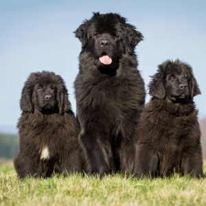 Dog Personality Quiz 🐶: What Wild Animal Are You? 🦁 Newfoundland