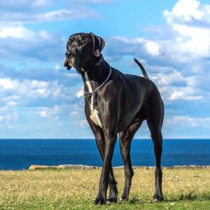 Dog Personality Quiz 🐶: What Wild Animal Are You? 🦁 Great Dane