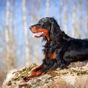 Form Team Of Dogs To Know If You're Introvert Or Extrov… Quiz Gordon Setter