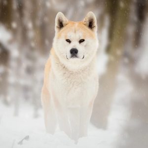 Form Team Of Dogs To Know If You're Introvert Or Extrov… Quiz Akita