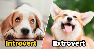 Form Team of Dogs to Know If You're Introvert or Extrov… Quiz