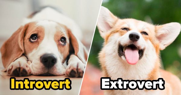 🐶 Form a Team of Dogs to Find Out If You’re an Introvert or an Extrovert