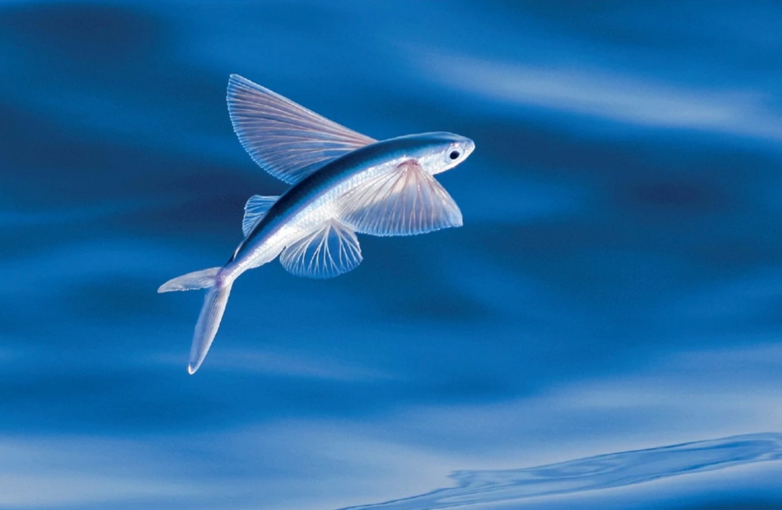 Quiz Answers Beginning With B flying fish