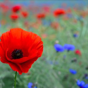 Evolution Quiz Common poppy