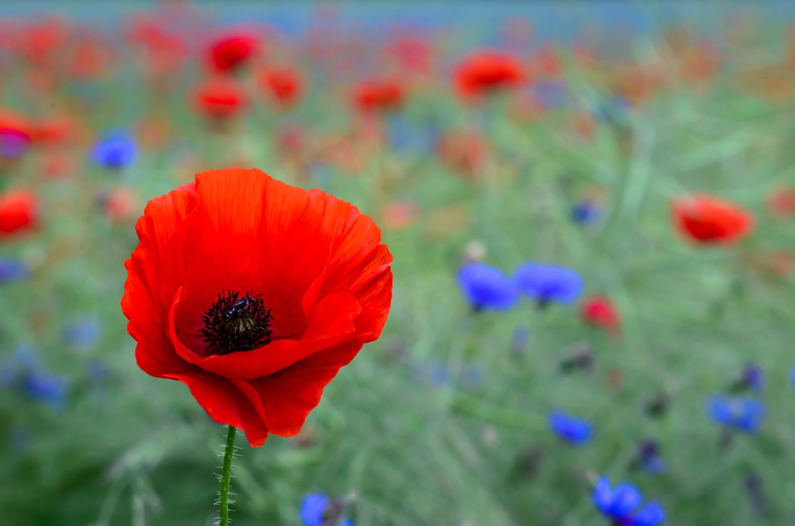 Red common poppy flower