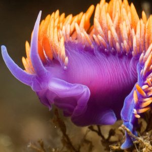 Alphabet Animals Pet Quiz Nudibranch