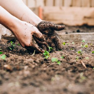 What Art Movement Are You? Quiz Gardening