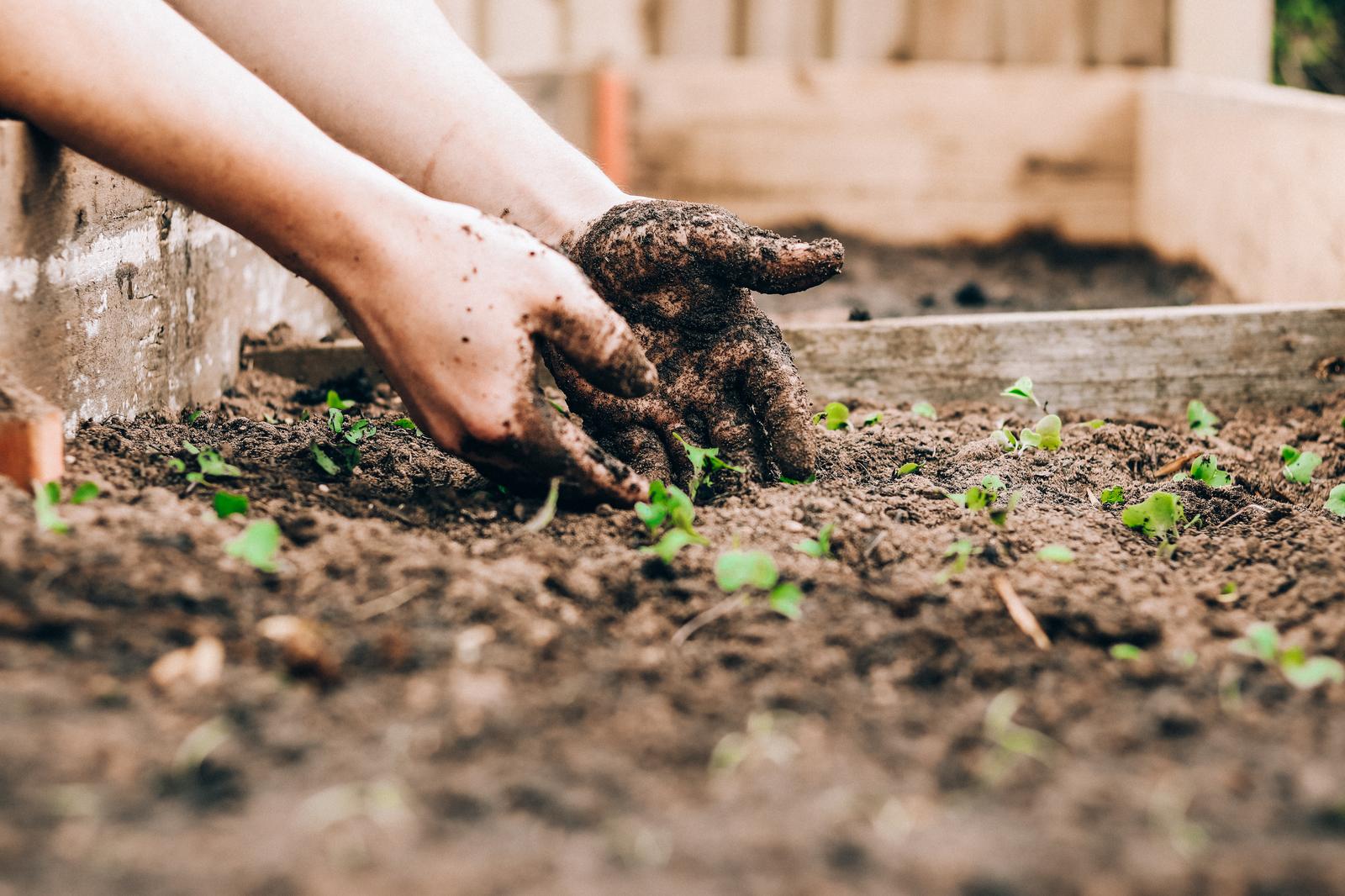 You got: Gardening! Satisfy All Five of Your Senses and I’ll Give You a Relaxing Hobby to Try