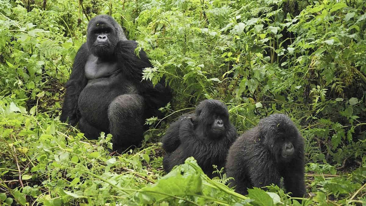 African Countries Quiz Mountain gorillas