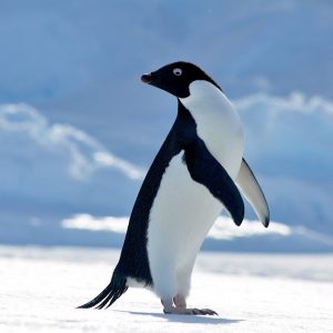 Second Largest Animals Adelie penguin