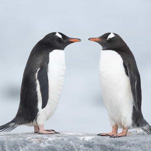 Can You Fill in the Blanks for These Common and Maybe Not-So-Common Sayings? Penguins