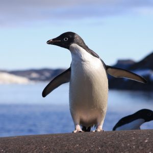 Penguin Trivia Quiz Adélie penguin