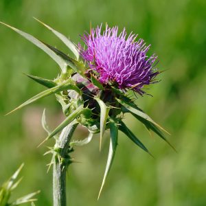 Flowers Soulmate Quiz Thistle