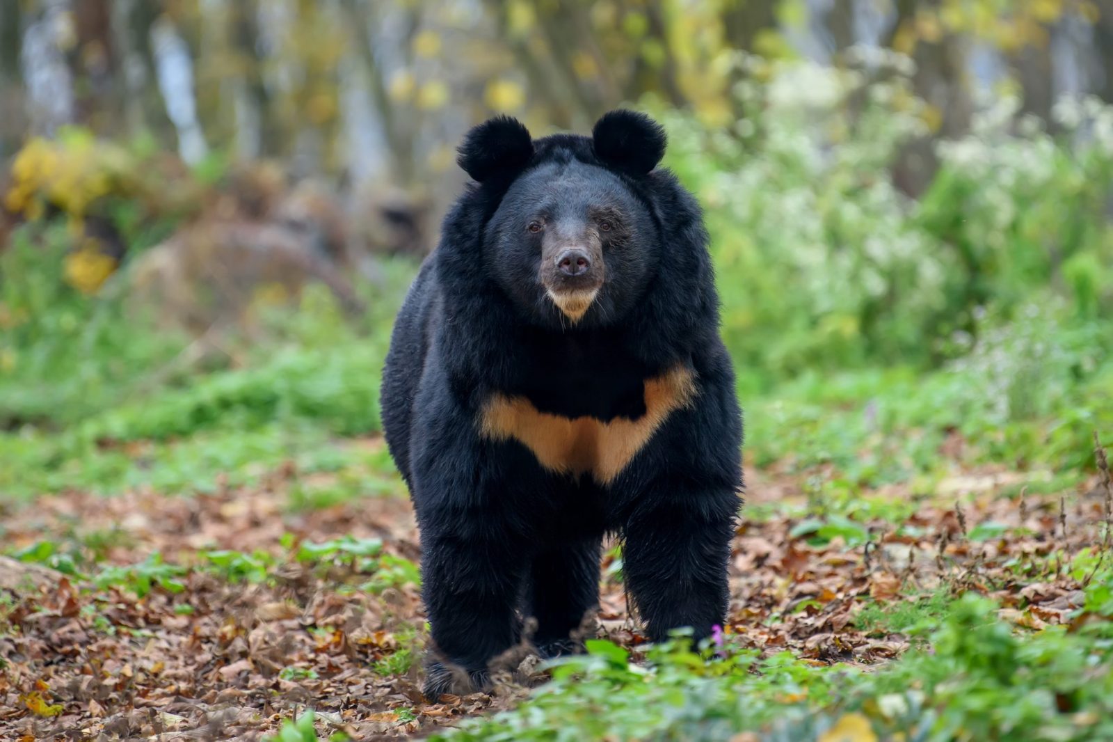 Make Yourself Proud by Getting Over 75% On This Unreasonably Difficult Animals Quiz Asiatic black bear