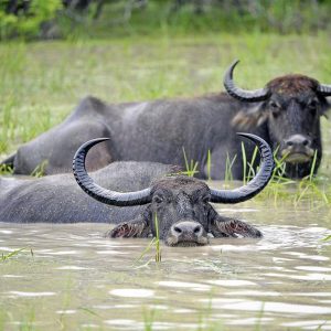 Make Yourself Proud By Getting Over 75% On This Unreasonably Difficult Animals Quiz Water buffalo