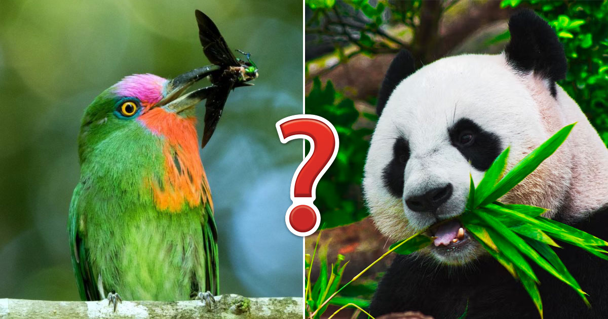Make Yourself Proud By Getting Over 75% On This Unreasonably Difficult Animals  Quiz