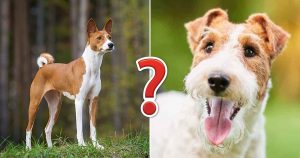 7 in 10 People Can't Identity More Than 15 of Dog Breed… Quiz