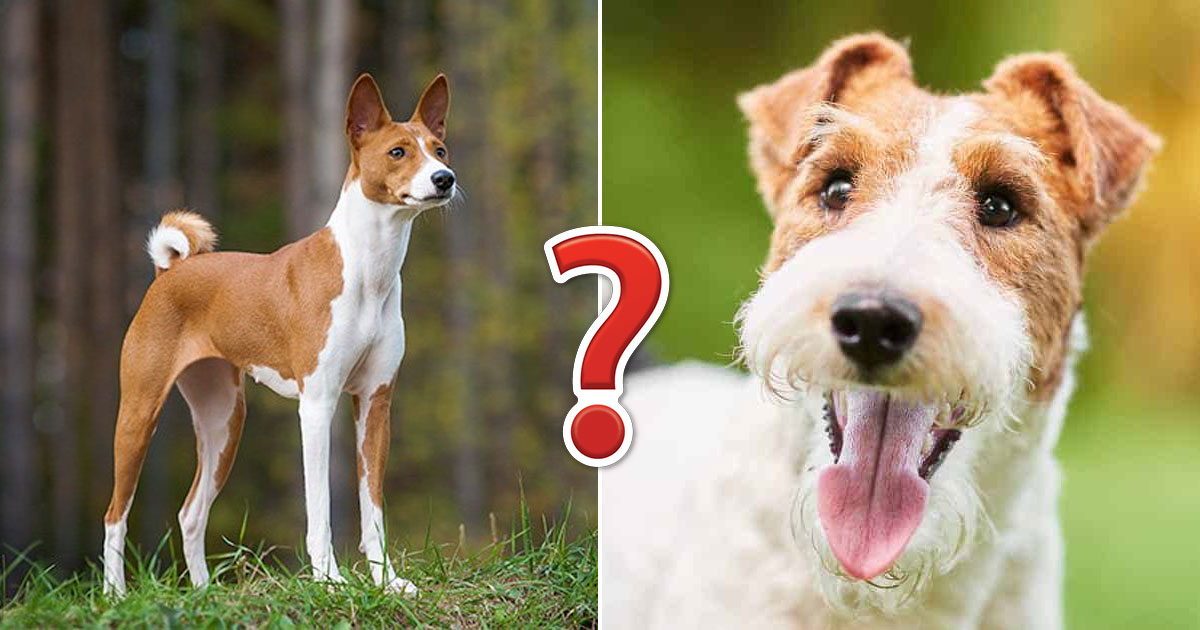 7 in 10 People Can't Identity 15 of Dog Breeds — Let's … Quiz