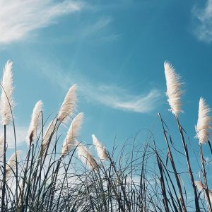 Rare Patronus Quiz Clear skies with a gentle breeze