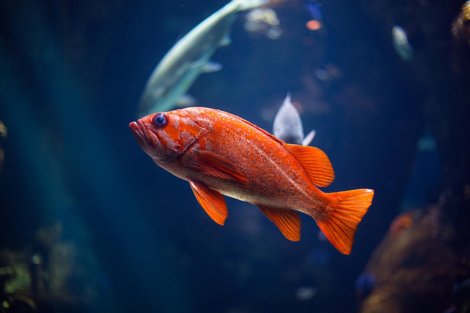 Marine Biology Trivia Quiz Fish