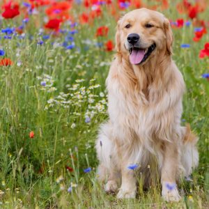 Are You A God, A Titan, A Demigod, Or A Mortal? Quiz Golden retriever