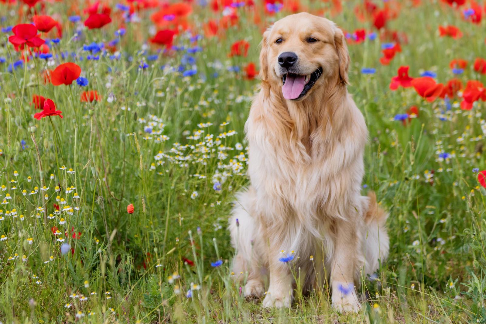 What Wild Animal Are You? Golden retriever