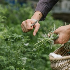 Embark On Epic Prehistoric Quiz Adventure & Uncover Your Primitive Alter Ego Searching for medicinal herbs and natural remedies