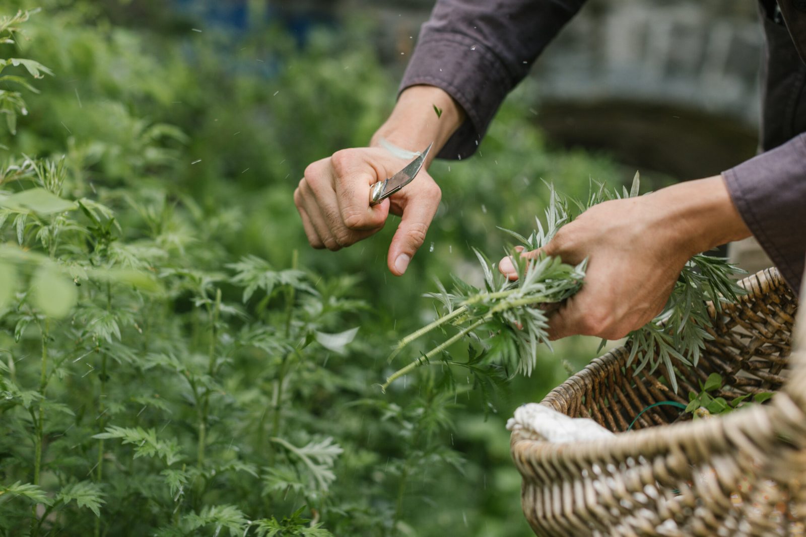 Herbs foraging