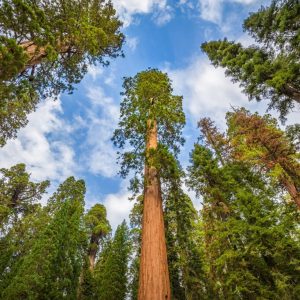 Earth Day Quiz Redwood tree