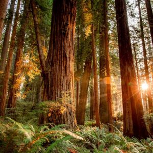 Percy Jackson Cabin Quiz Exploring a new hiking trail or nature reserve