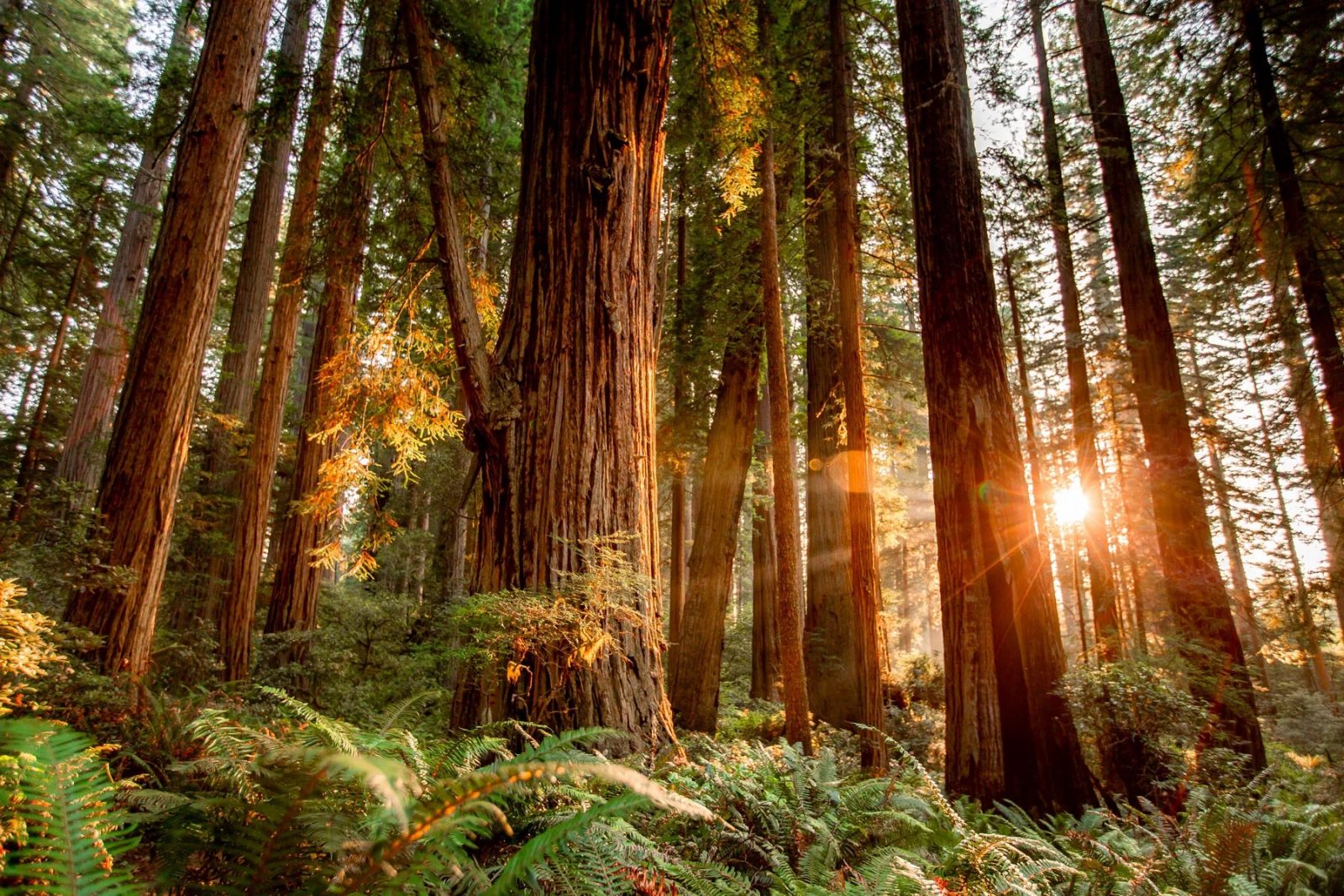 Redwood National and State Parks forest trees