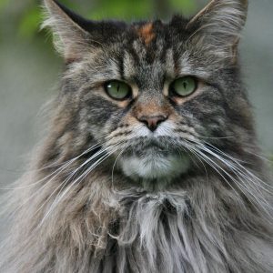 Cat Or Dog Breed Quiz Cat