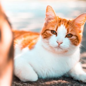 True Colors Personality Test Transform into any object or creature